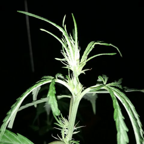 Genética desconhecida growlog timeline photo