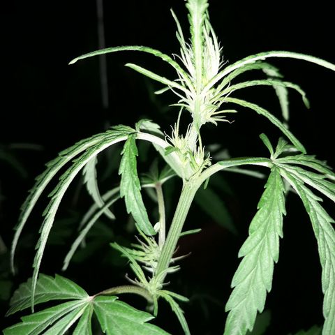 Genética desconhecida growlog photo: Minhas duas primeira meninas