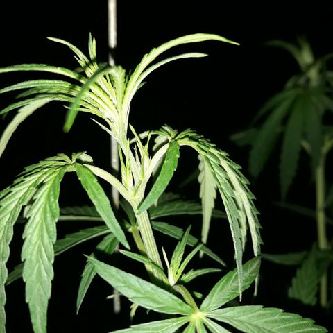 Genética desconhecida growlog photo: Minhas duas primeira meninas