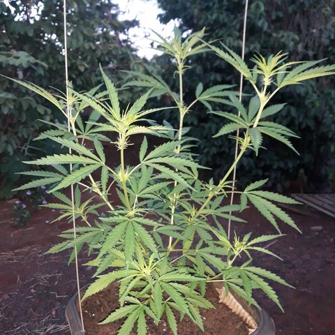 Genética desconhecida growlog timeline photo