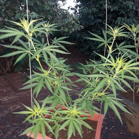 Genética desconhecida growlog timeline photo