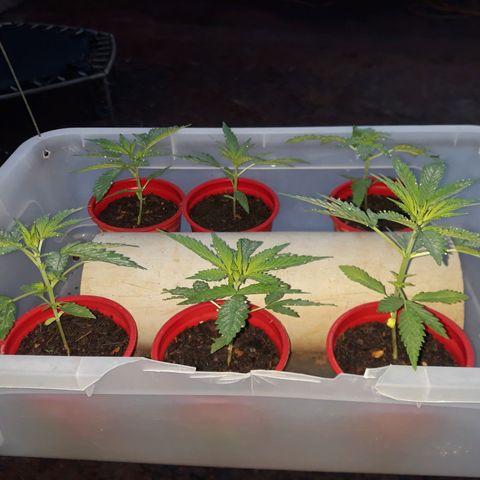 Genética desconhecida growlog timeline photo