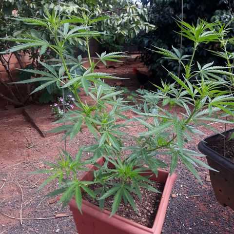 Genética desconhecida growlog timeline photo