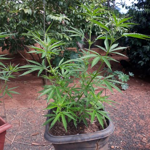 Genética desconhecida growlog timeline photo