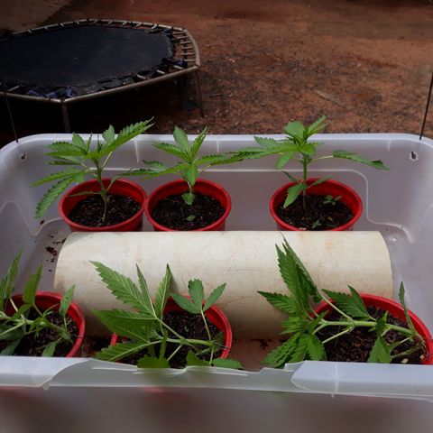 Genética desconhecida growlog timeline photo