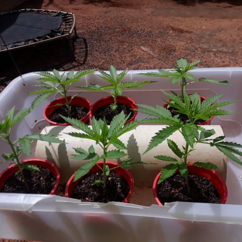 Genética desconhecida growlog timeline photo