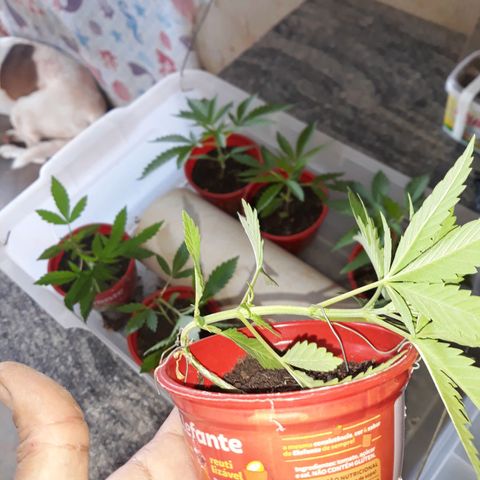 Genética desconhecida growlog timeline photo