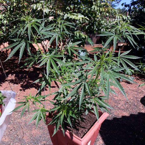 Genética desconhecida growlog timeline photo