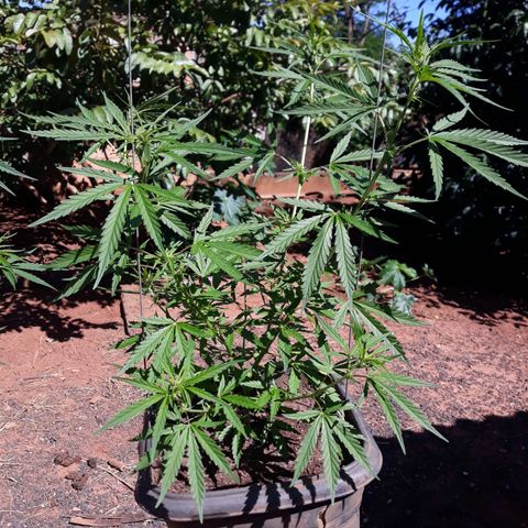 Genética desconhecida growlog timeline photo