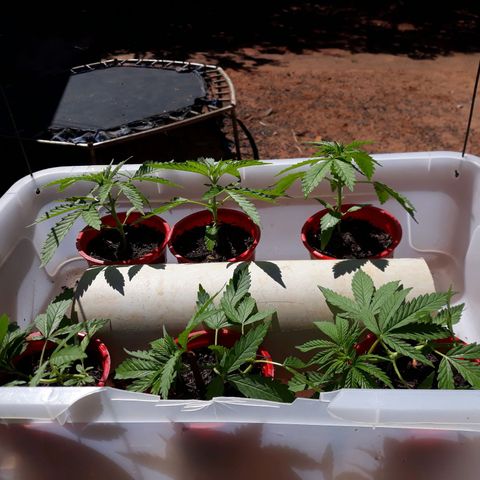 Genética desconhecida growlog timeline photo