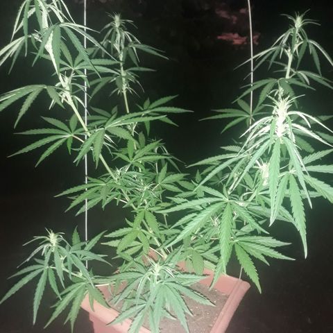 Genética desconhecida growlog timeline photo