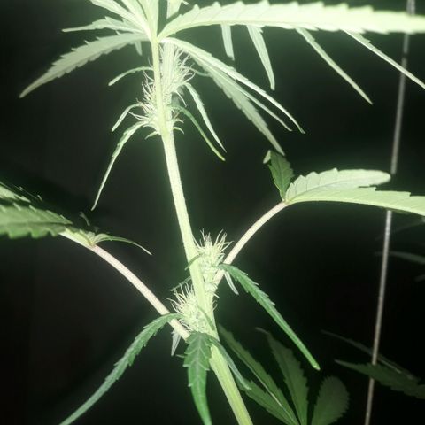 Genética desconhecida growlog timeline photo