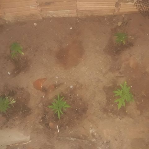 Genética desconhecida growlog timeline photo