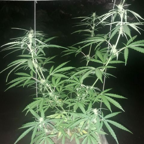 Genética desconhecida growlog timeline photo