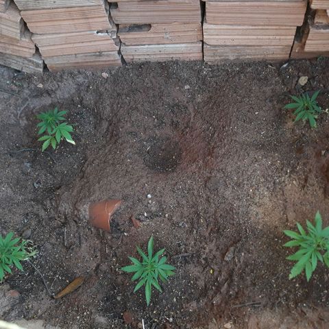 Genética desconhecida growlog photo: Npk
