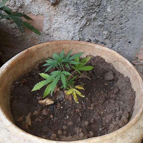 Genética desconhecida growlog photo: Npk