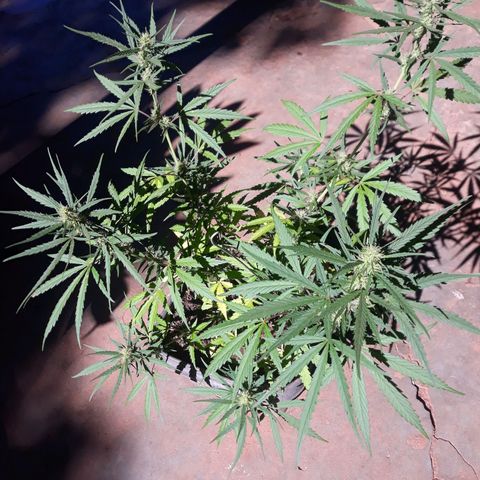 Genética desconhecida growlog timeline photo