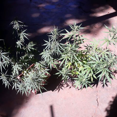 Genética desconhecida growlog timeline photo