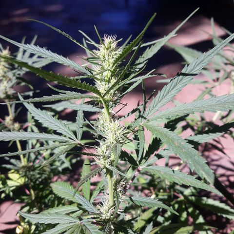 Genética desconhecida growlog timeline photo