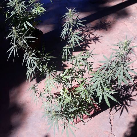 Genética desconhecida growlog timeline photo