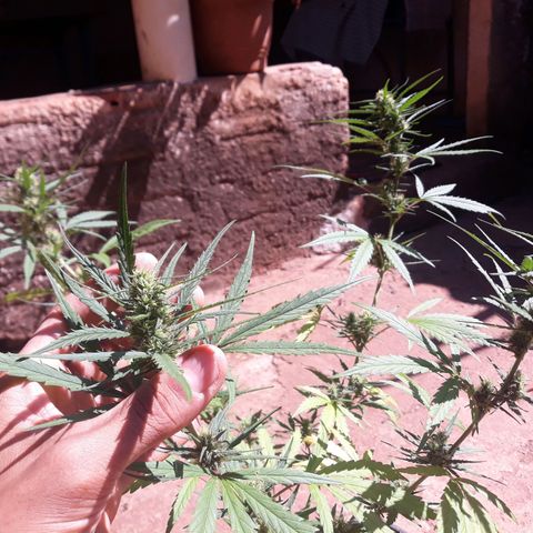 Genética desconhecida growlog timeline photo