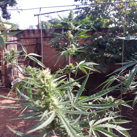 Genética desconhecida growlog timeline photo