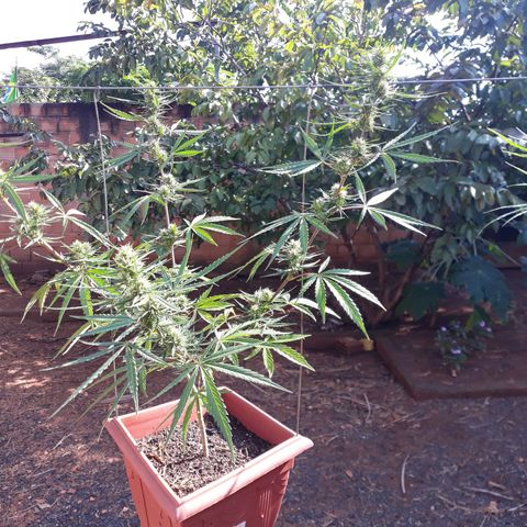 Genética desconhecida growlog timeline photo