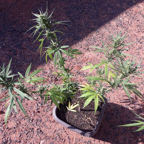 Genética desconhecida growlog timeline photo