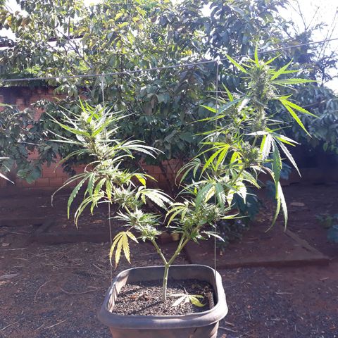 Genética desconhecida growlog timeline photo