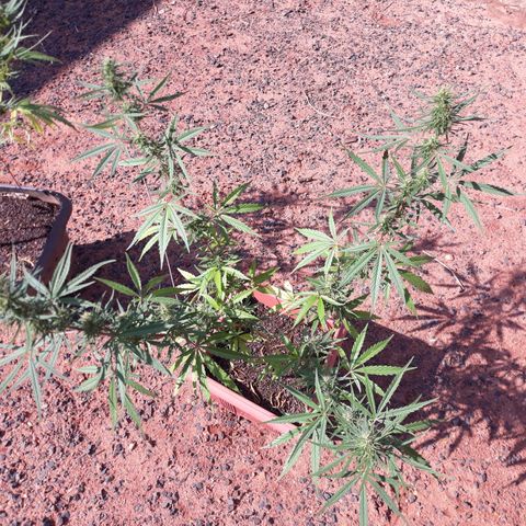 Genética desconhecida growlog timeline photo