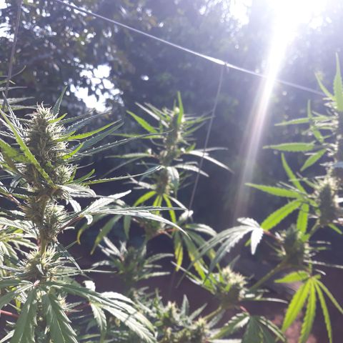Genética desconhecida growlog timeline photo