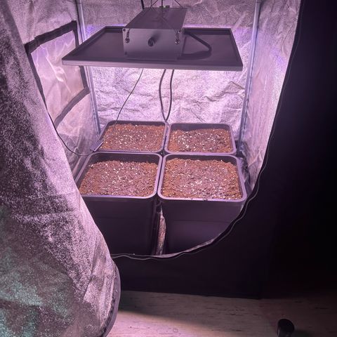 Dark Devil Auto growlog timeline photo