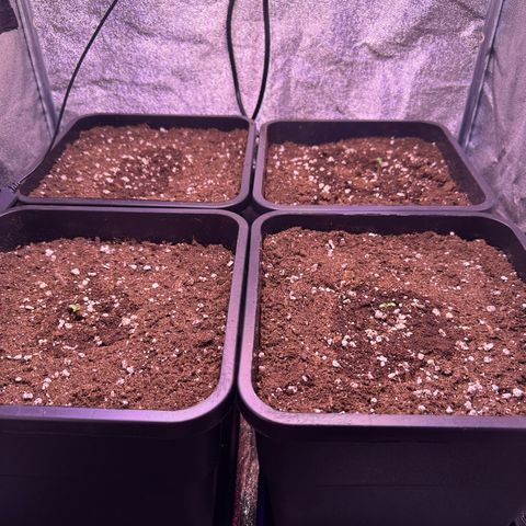 Dark Devil Auto growlog timeline photo