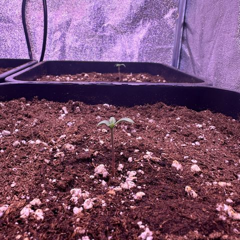 Dark Devil Auto growlog timeline photo