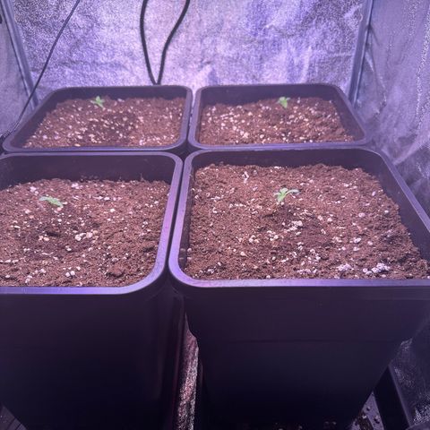 Dark Devil Auto growlog timeline photo