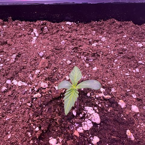 Dark Devil Auto growlog timeline photo