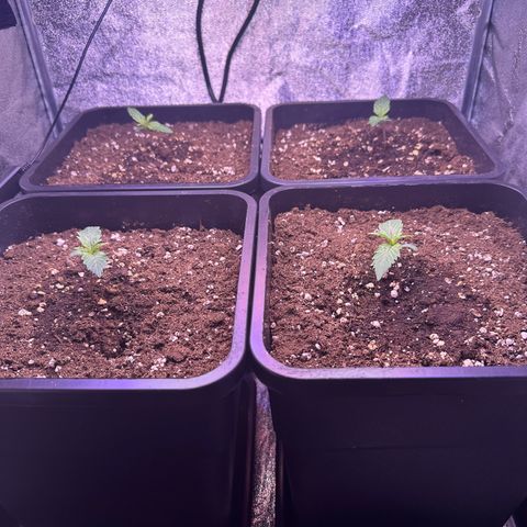 Dark Devil Auto growlog timeline photo