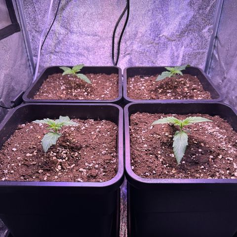 Dark Devil Auto growlog timeline photo