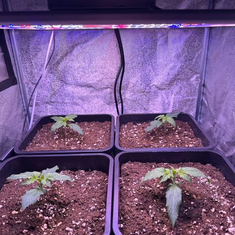 Dark Devil Auto growlog timeline photo