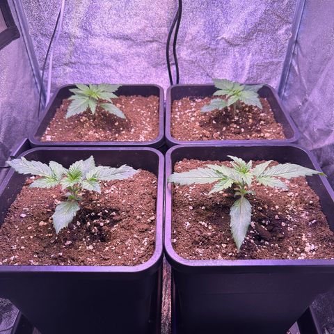 Dark Devil Auto growlog timeline photo