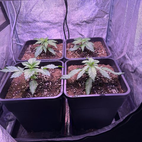 Dark Devil Auto growlog timeline photo