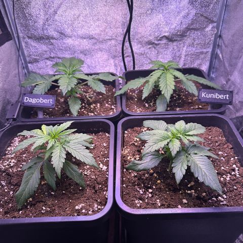 Dark Devil Auto growlog timeline photo