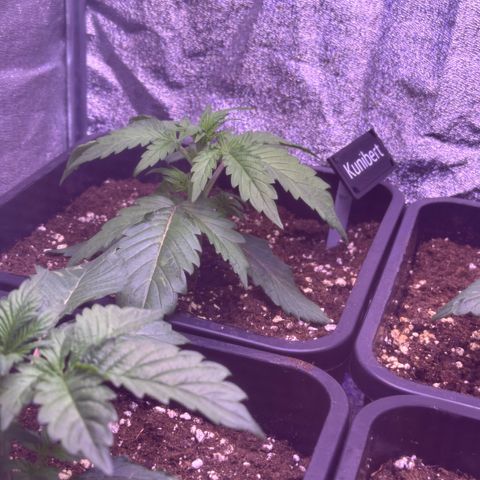 Dark Devil Auto growlog timeline photo