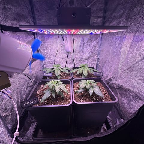 Dark Devil Auto growlog timeline photo