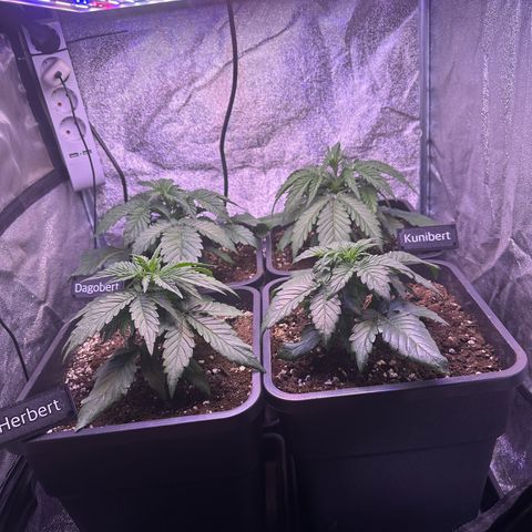 Dark Devil Auto growlog timeline photo