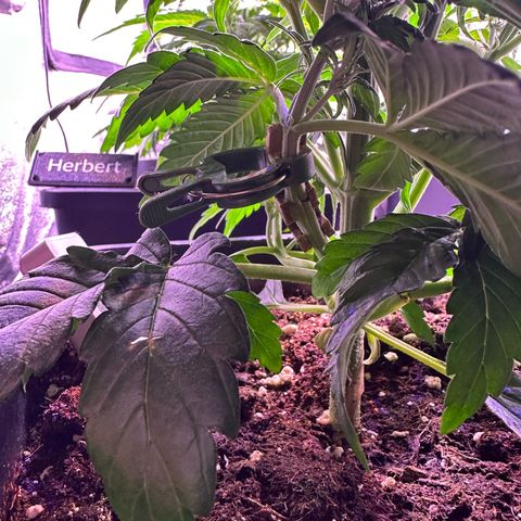 Dark Devil Auto growlog timeline photo