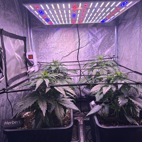 Dark Devil Auto growlog timeline photo