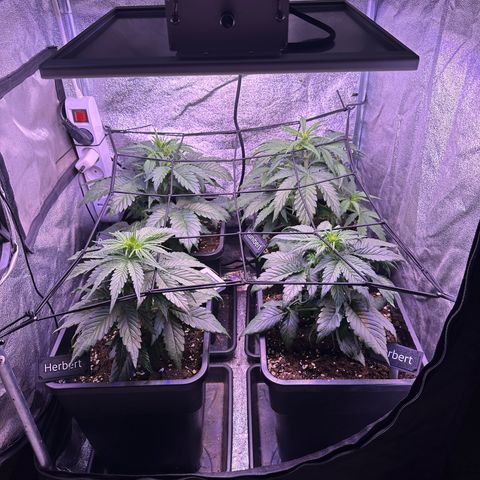 Dark Devil Auto growlog timeline photo