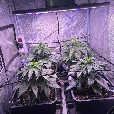 Dark Devil Auto growlog timeline photo