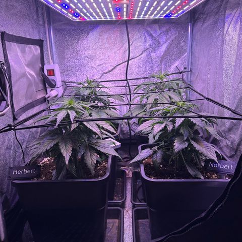 Dark Devil Auto growlog timeline photo